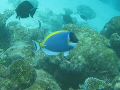 Acanthurus leucosternon
