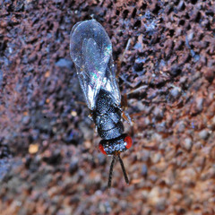 Eurytomidae