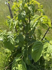 Vangueria