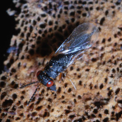 Eurytomidae