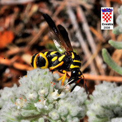 Leucospis gigas