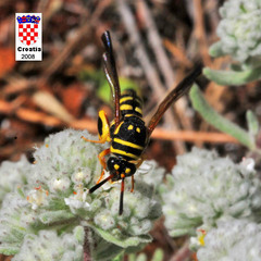 Leucospis gigas