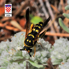Leucospis gigas