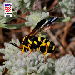 Leucospis gigas