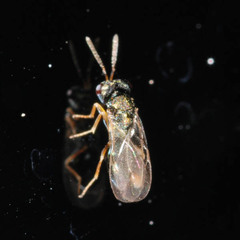 Pachyneuron muscarum