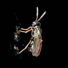 Pachyneuron muscarum