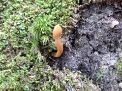 Leotiomycetes