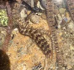 Lepidonotus melanogrammus