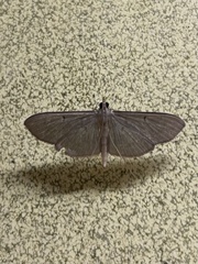 Poliobotys ablactalis