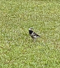 Gracupica nigricollis