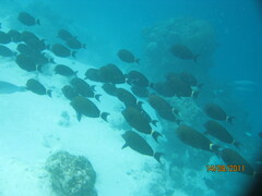 Acanthurus nigricauda