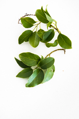 Phytolacca dodecandra