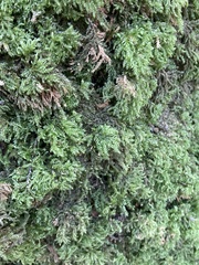 Thamnobryum alopecurum