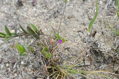 Polygala amatymbica