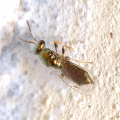 Pteromalinae