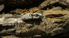 Neolycoreus corpulentus