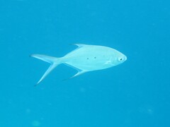 Trachinotus baillonii