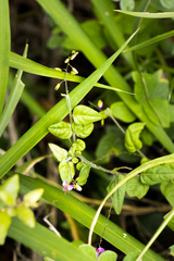 Polygala macowaniana