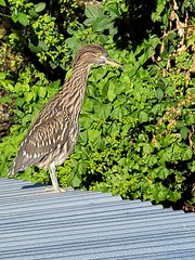 Nycticorax nycticorax obscurus