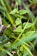 Polygala macowaniana