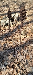 Asphodelus albus