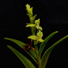 Epidendrum dendrobioides