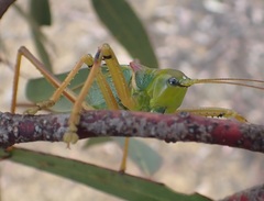 Terpandrus