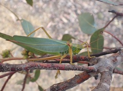 Terpandrus