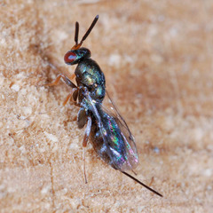 Monodontomerus