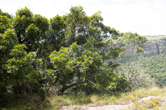 Protorhus longifolia