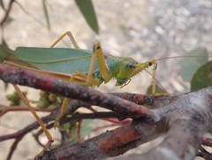 Terpandrus