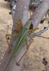 Terpandrus