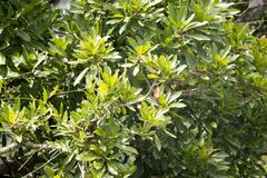 Protorhus longifolia