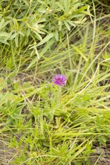 Pseudopegolettia tenella