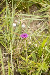 Pseudopegolettia tenella