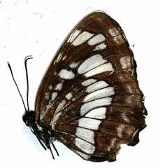 Neptis rivularis