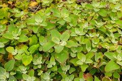 Chenopodium acuminatum