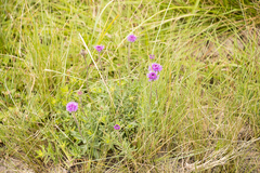 Pseudopegolettia tenella