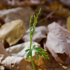 Botrychium angustisegmentum