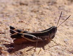 Macrotona