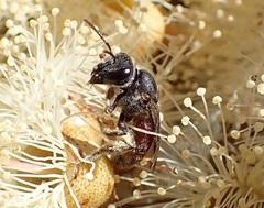 Parasphecodes