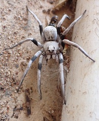 Hoggicosa