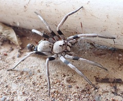 Hoggicosa