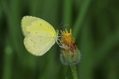 Eurema alitha