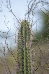 Armatocereus cartwrightianus