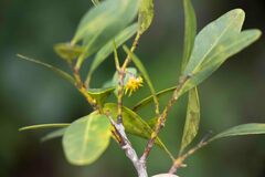 Pterocelastrus echinatus