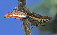 Charaxes brutus
