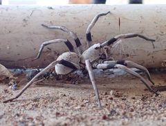 Hoggicosa