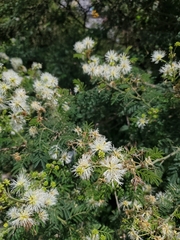 Mimosa quitensis