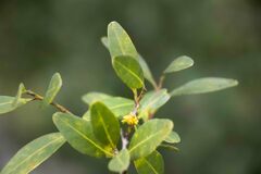 Pterocelastrus echinatus